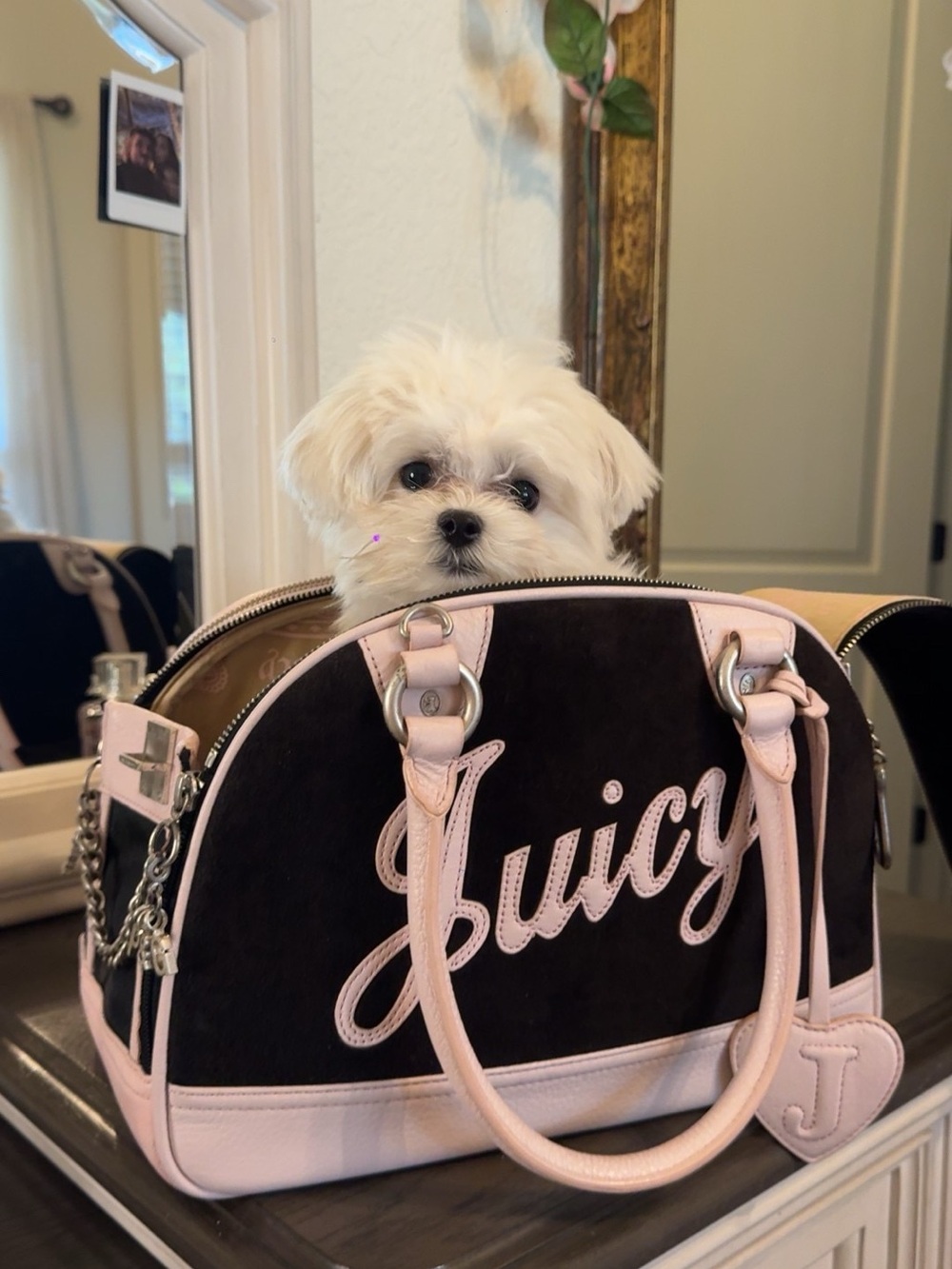 Juicy Couture Black & Light Pink Pet Carrier purse